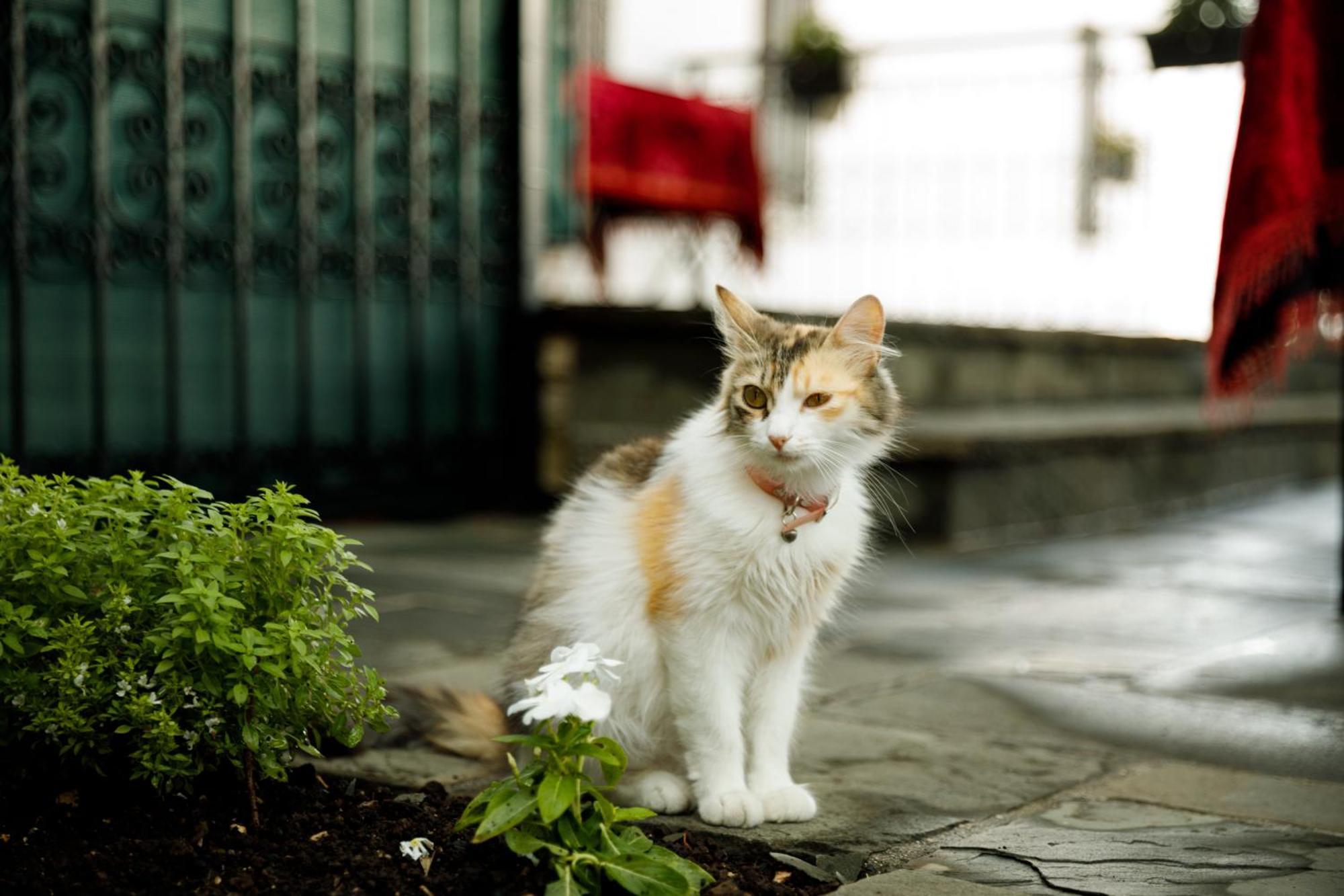Boutique Hotel Musee Gjirokastër 외부 사진